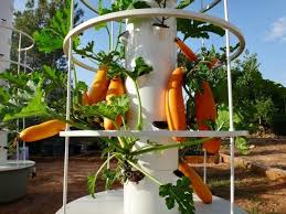 What Grows Well In A Tower Garden