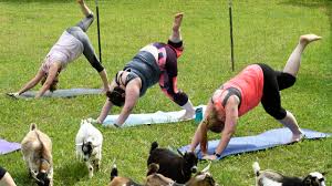 goat yoga is the most ing evidence