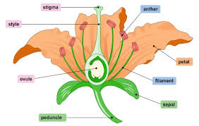 describe the structure of a flowers