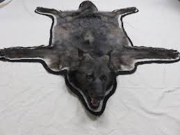 black wolf taxidermy rug bw 109