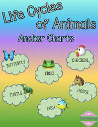 Life Cycles Of Animals