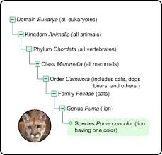 Taxonomy Chart Showing The Domain Kingdom Phylum Order