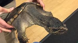 7 Things You Need To Know About Snapping Turtles Cbc News