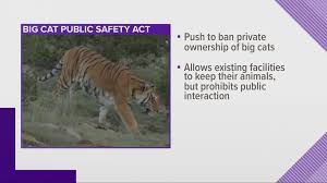 Black marks the sides of the muzzle and top of the tail. Congress Passes Bill Banning Private Big Cat Ownership Firstcoastnews Com