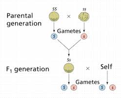 Intro To Genetics