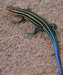 Animal Of The Day 3 14 2013 The Blue Tailed Skink Animals