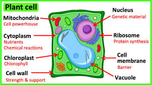 learn all about plant cells in 2