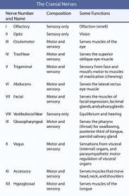 7 Best 12 Cranial Nerves Images Cranial Nerves Nursing