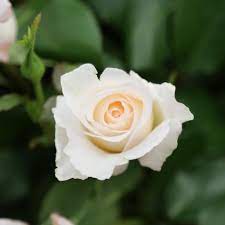 The fabric white rose is four centimetres in diameter and is just the right size so not to look too big or distract the attention away from an elegant weddding outfit or formal suit. 20 Types Of White Flowers For Your Garden Hgtv