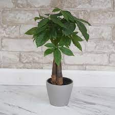 Get Money Tree Assorted Sizes In Mi At