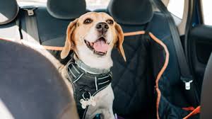 Top Dog Car Seats 2023 Autoblog