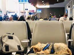 flying delta with a dog everything you