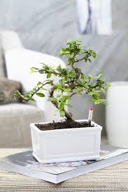 Bonsai Tree Care A Guide To Looking