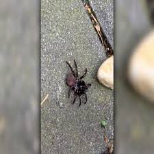 Spiderman adventure in the dark streets. Massive Rarely Seen Spider Spotted In British Columbia The Weather Network