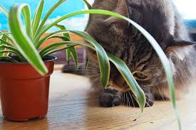 Are Spider Plants Toxic To Cats