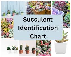 succulent identification chart find