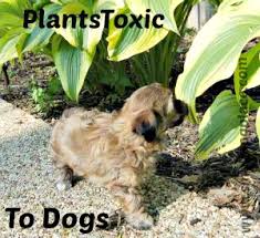 plants toxic to dogs poisonous plants