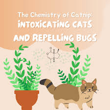 The Chemistry Of Catnip Intoxicating