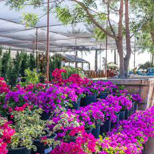 Plants and flowers nursery near me. Tree And Plant Nursery Landscape Design And Installation Desert Horizon Nursery