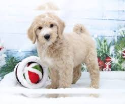 Browse the largest, most trusted source of mini goldendoodle puppies for sale. Goldendoodle Puppies For Sale Near Marietta Georgia Usa Page 1 10 Per Page Puppyfinder Com