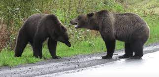 Two grizzly Ƅears duke it out on northern B.C. highway - Cottage Life