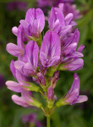 Medicago sativa - Seattle