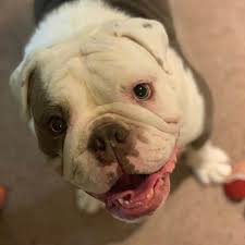 These dogs have a unique appearance that requires special diets to keep them healthy and active. The 6 Best Dry Dog Foods For English Bulldog Puppies Dbldkr