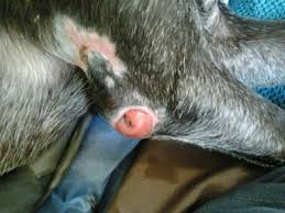 how to treat an abscess on a dog at