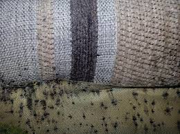 how to get rid of bed bugs in your couch