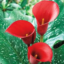 red alert calla lily