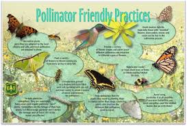 Pollinator Friendly Spring Cleanup