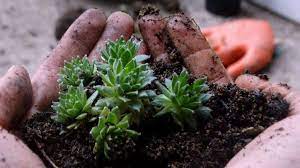 How To Make Potting Soil Mix For Cactus