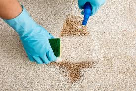 remove dry paint from carpet