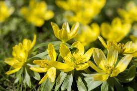 7 yellow spring flowers to brighten