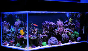 22 Different Types of Fish Tanks (Buying Guide) gambar png