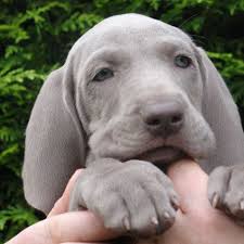 I have developed a passion for weimaraners. Curious Weims Beautifully Bred Akc Weimaraner Puppies Peoria Il