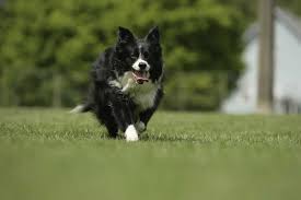 Jump to border collie shelters and rescues in oregon learn more about adopting a border collie puppy or dog below are our newest added border collies available for adoption in oregon. Mini Borders What You Need To Know About Miniature Border Collies Bordercolliehealth