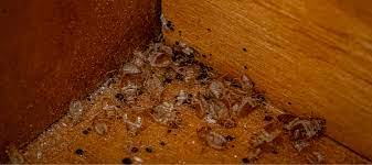 how to identify bed bug casings abc