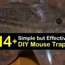 simple diy mouse traps