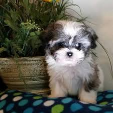 A good option is to feed your malshi kibble specialized for small and toy dog breeds. Best Maltese And Shih Tzu Pups For Sale In Bad Axe Michigan For 2021