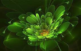 hd wallpaper green flower background