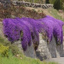 50 creeping thyme seeds purple trailing