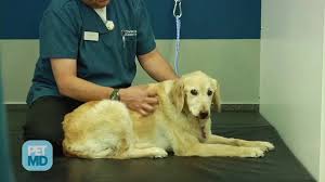 Collapsing, weakness, and general lethargy (not greeting people at the door like usual or less interaction) are common signs of cancer, says jake. Bone Cancer Osteosarcoma In Dogs Petmd