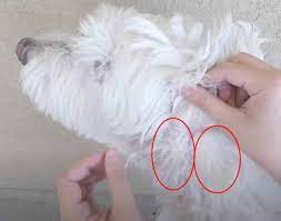 matted dog hair taking care of your