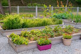 Best Vegetables To Grow In Raised Beds