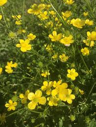 Lawn weed with yellow flowers. Identifying And Controlling Common Winter Weeds In Your Pastures Mississippi State University Extension Service