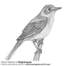 Below is a list of all the pencil drawing classes. Nightingale With Pencils Pencil Drawing How To Sketch Nightingale With Pencils Using Pencils Drawingtutorials101 Com