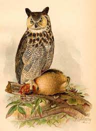 Great Horned Owl 70birds Birdhouse