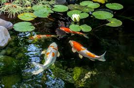 what are the best fish for your ponds