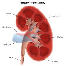 A nephron is a microscopic structural and functional unit of the kidney. Anatomy Of The Urinary System